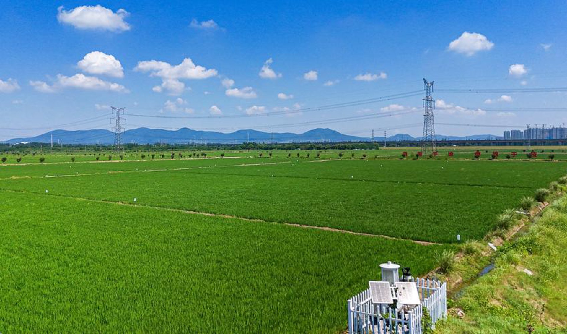 仙居杨梅网